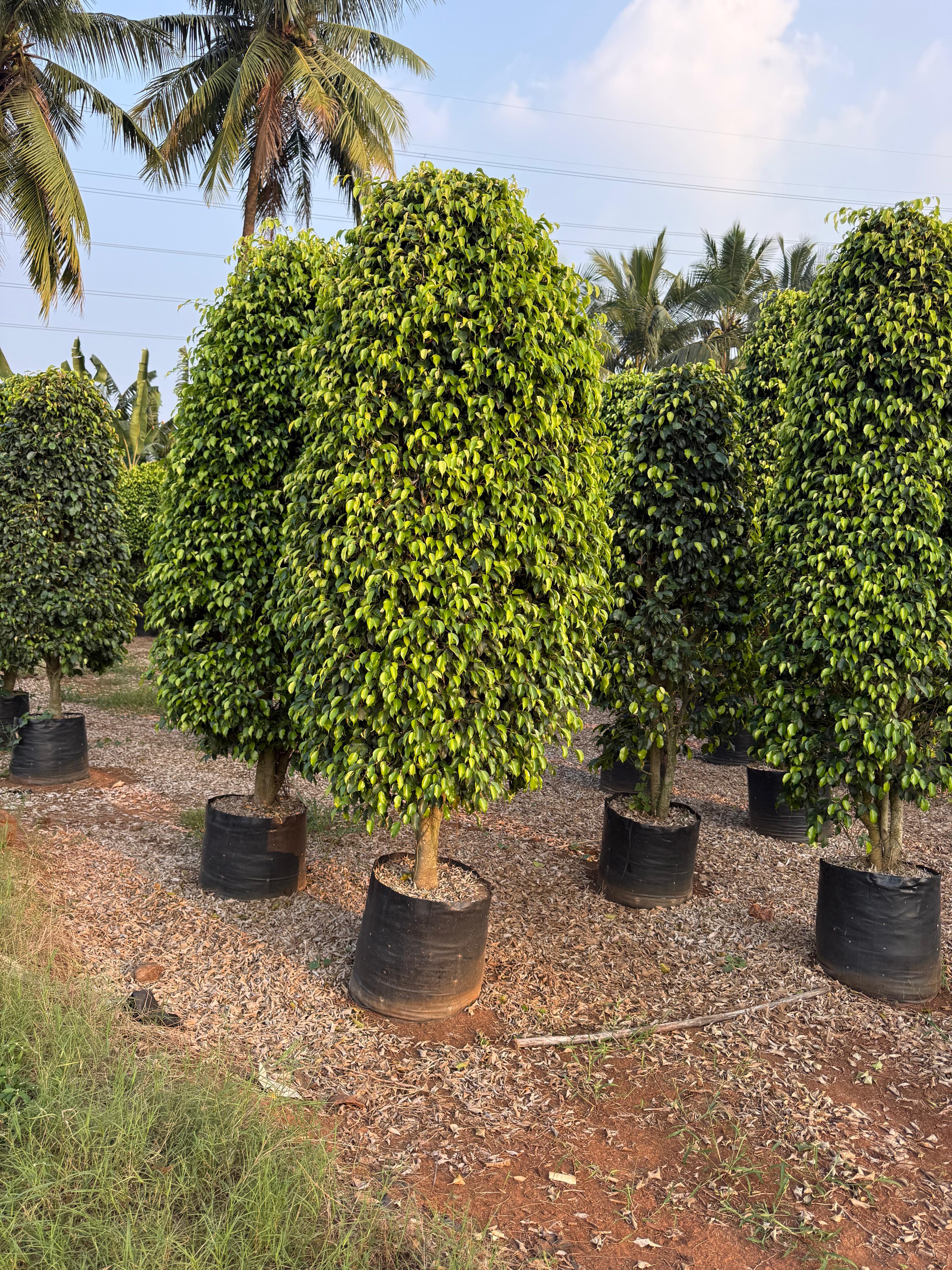 FICUS BLACKIANA