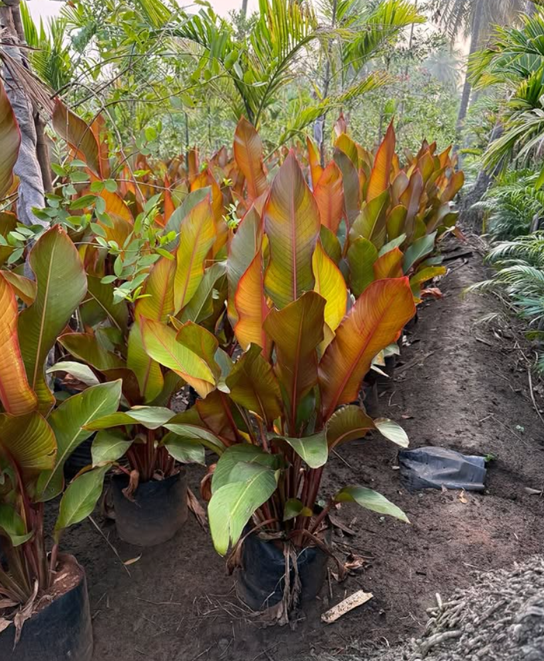 HELICONIA INDICA RUBRA