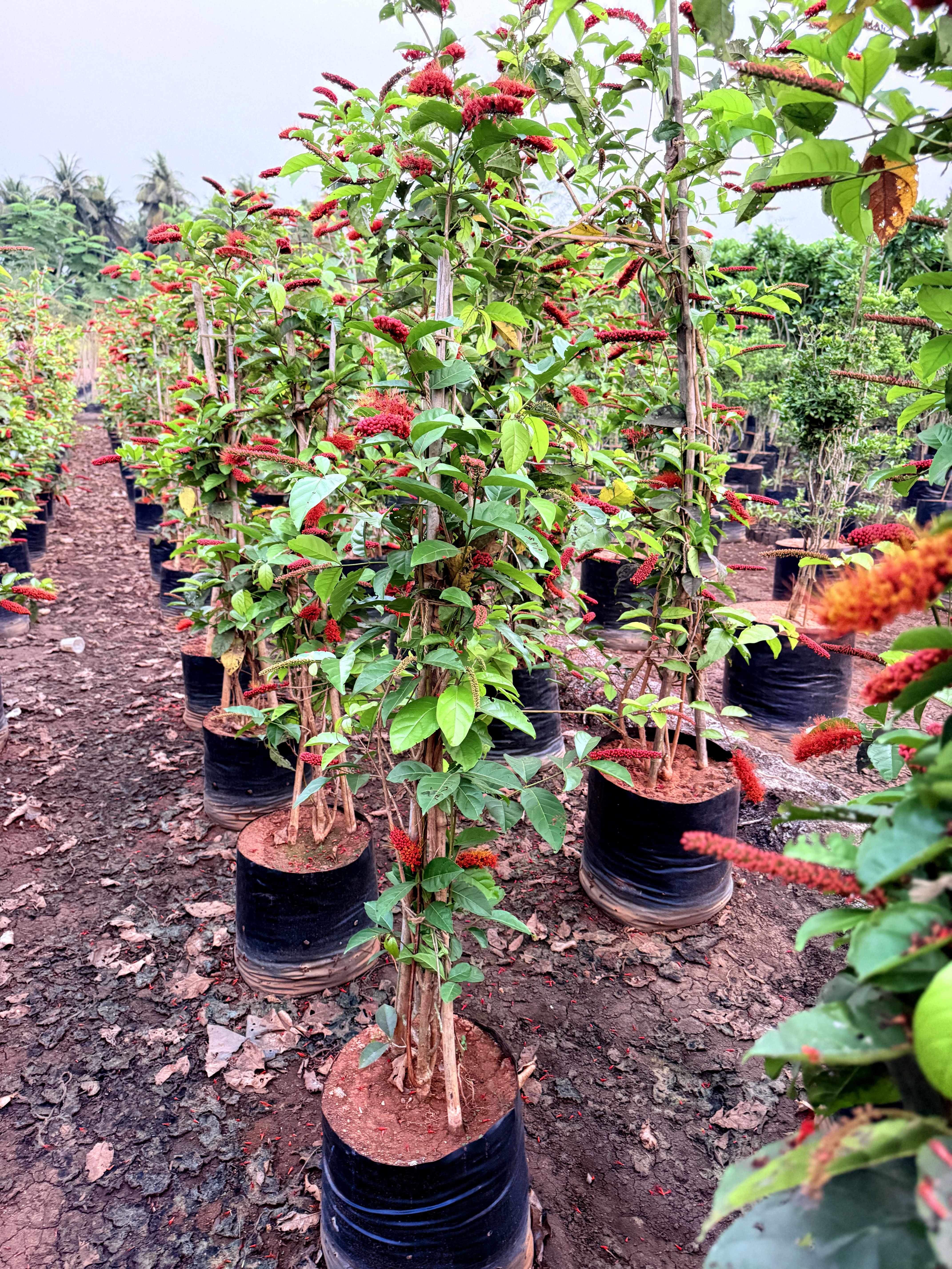 COMBERATUM ROTUNDIFOLIUM 