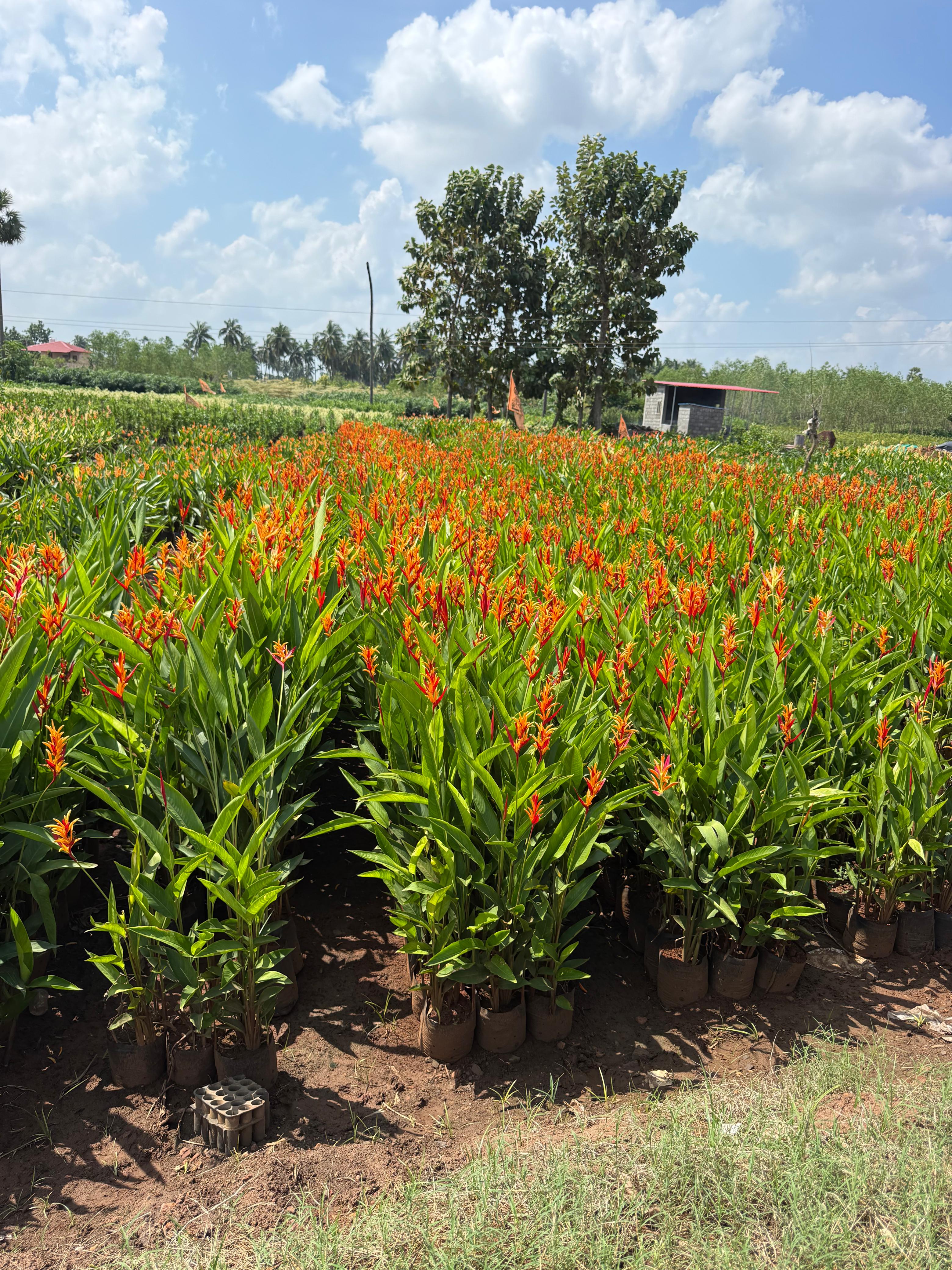 HELICONIA VARIETIES