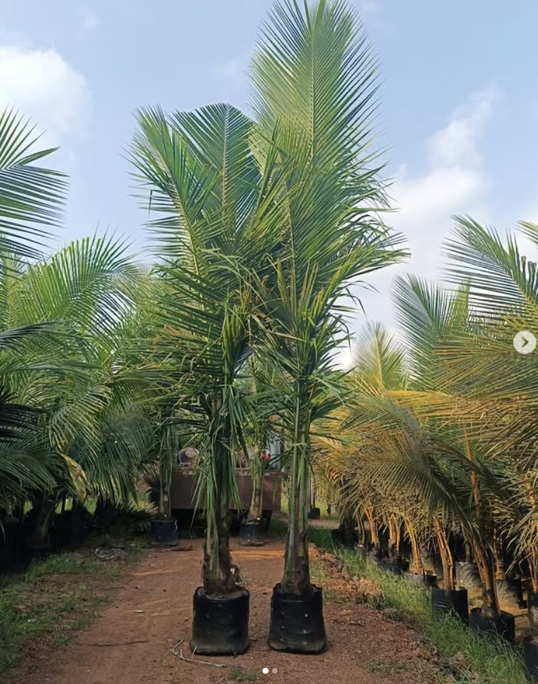 COCOS NUCIFERA